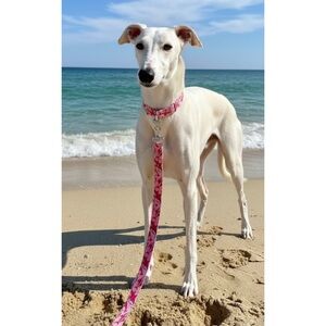 Country Brook Pets Pink Sharks Martingale Collar & Leash Sz M